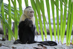 Manuel Antonio NP white-faced capuchin monkey Playa Dos